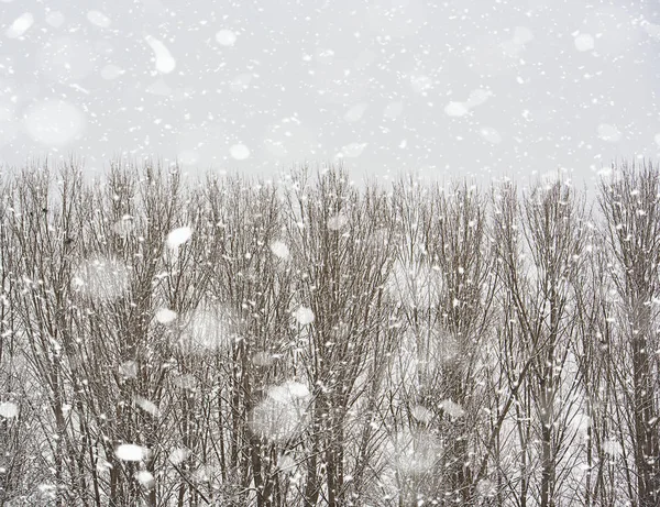 Inverno Bela Cena Com Flocos Neve — Fotografia de Stock