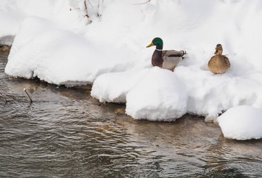 Irmak, bir kış sahne karda iki ördek