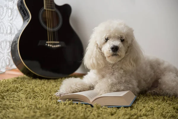 Cão Branco Tapete Verde Livro — Fotografia de Stock