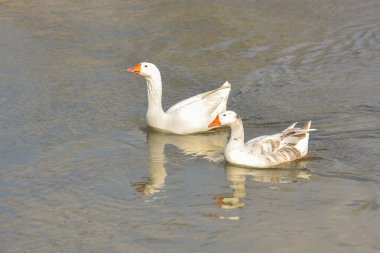 Güneşli bir suda ev yapımı kaz