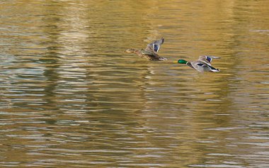  Yaban ördekleri su üzerinde uçmak