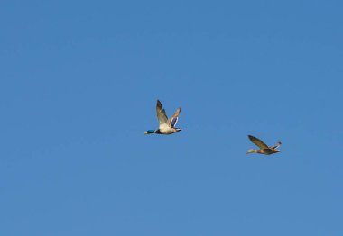  Yaban ördekleri su üzerinde uçmak