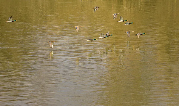 Los Patos Salvajes Vuelan Sobre Agua — Foto de Stock