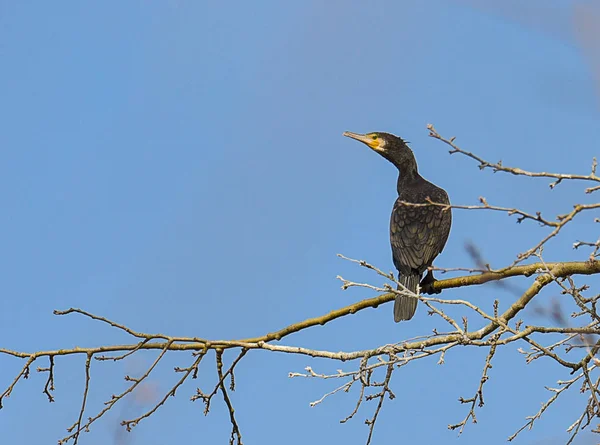 Black bird cormorant stands on the branch