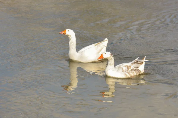 Zelfgemaakte Gans Water Een Zonnige Dag — Stockfoto