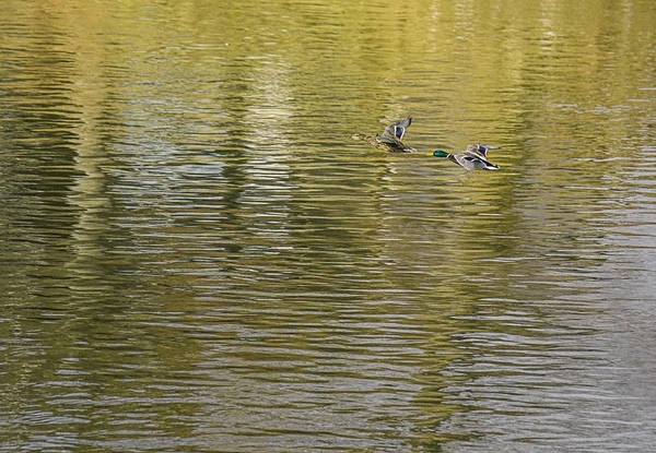 Wildenten Fliegen Übers Wasser — Stockfoto