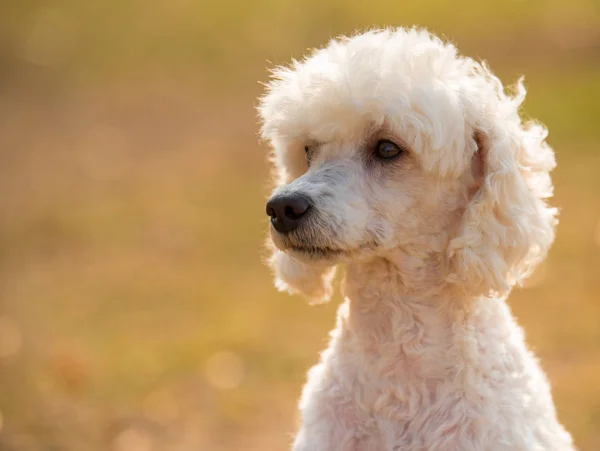 Poodle Branco Posa Gramado — Fotografia de Stock