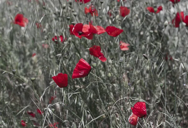 Fleurs de pavot rouge — Photo