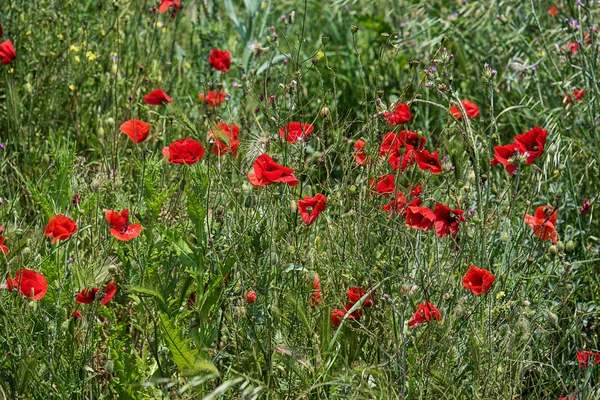 Flores de papoula vermelha — Fotografia de Stock