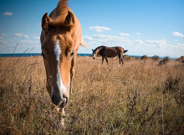 Caballos jóvenes — Foto de Stock