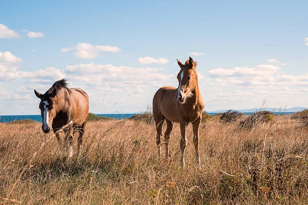 Caballos jóvenes — Foto de Stock