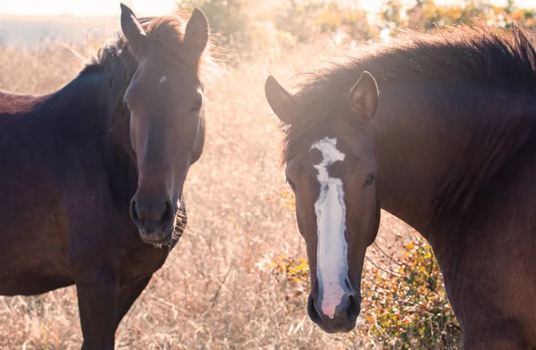 Caballos jóvenes — Foto de Stock