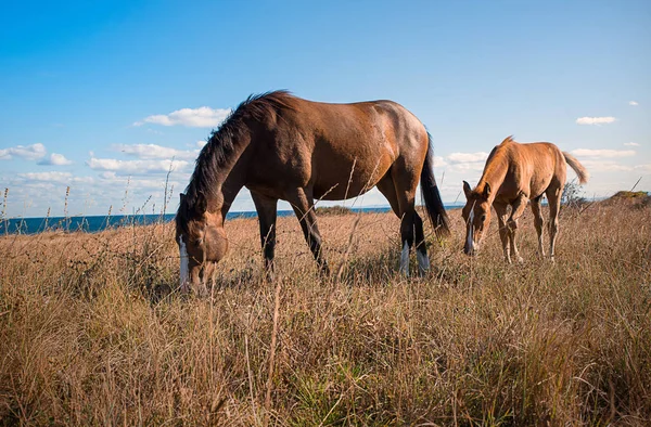 Mladí koně — Stock fotografie