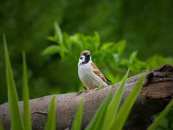 Yurtiçi sparrow — Stok fotoğraf
