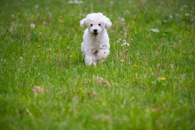 Otların arasındaki köpek