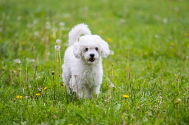 Otların arasındaki köpek