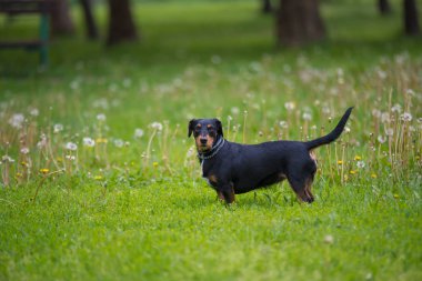 Otların arasındaki köpek