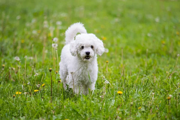 Perro en la hierba — Foto de Stock