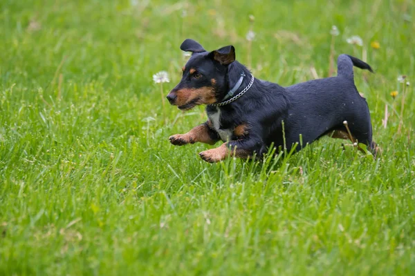 Perro en la hierba — Foto de Stock