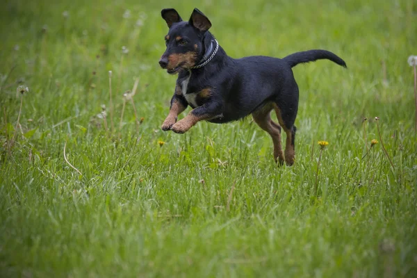 Perro en la hierba — Foto de Stock