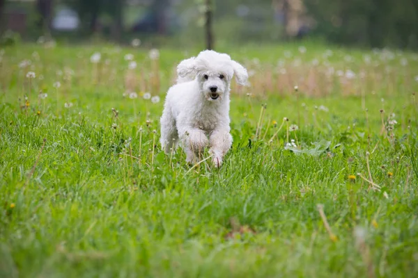 Perro en la hierba — Foto de Stock