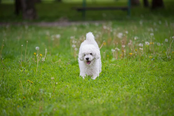 Σκύλος στο γρασίδι. — Φωτογραφία Αρχείου