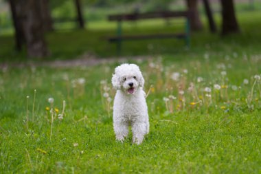 Otların arasındaki köpek