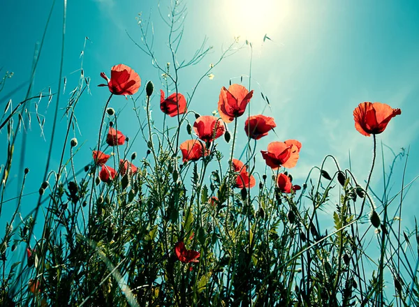 Flores de amapola roja — Foto de Stock