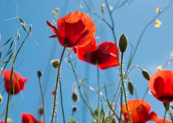 Fleurs de pavot rouge — Photo