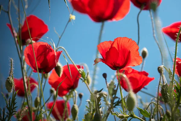 Fleurs de pavot rouge — Photo