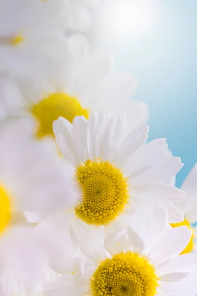 Petites fleurs blanches — Photo