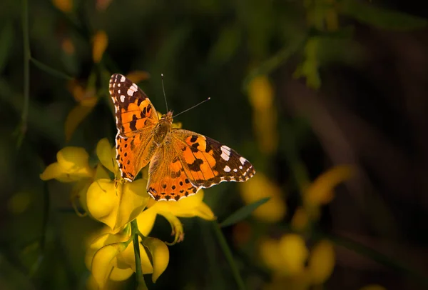 Kleine kleurrijke vlinder — Stockfoto