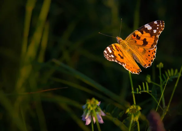 Kleine kleurrijke vlinder — Stockfoto