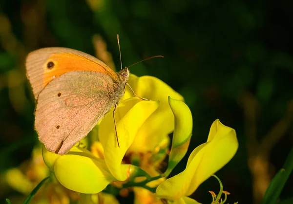 Kleine kleurrijke vlinder — Stockfoto