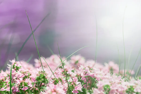 Flores naturales — Foto de Stock
