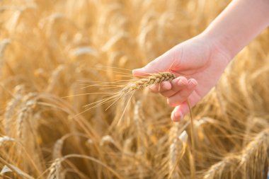 Buğday tarlasında eller