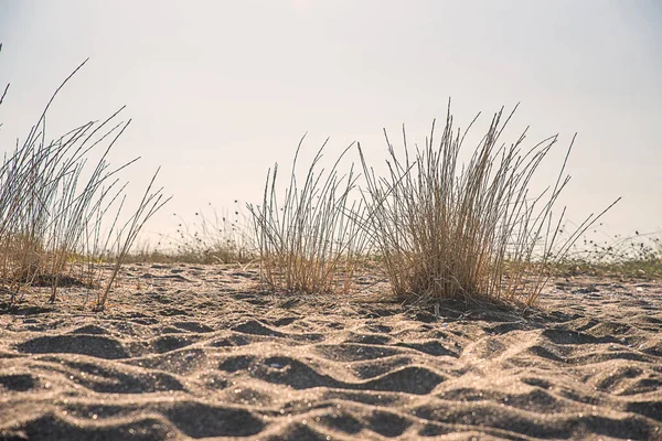 Γρασίδι στην αμμώδη παραλία — Φωτογραφία Αρχείου