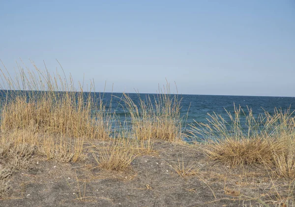 Herbe sur la plage de sable fin — Photo