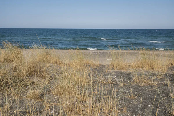 Herbe sur la plage de sable fin — Photo