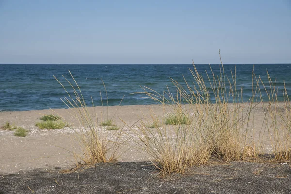 Græs på sandstranden - Stock-foto