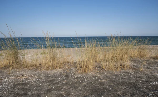 Tráva na písečné pláži — Stock fotografie