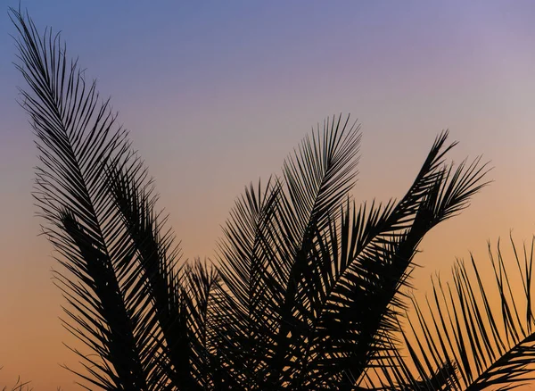 Palm branches — Stock Photo, Image
