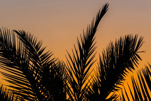 Palm branches — Stock Photo, Image