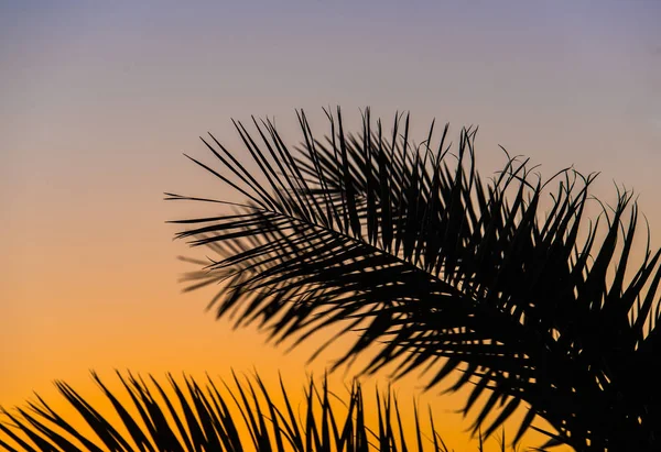 Palm branches — Stock Photo, Image