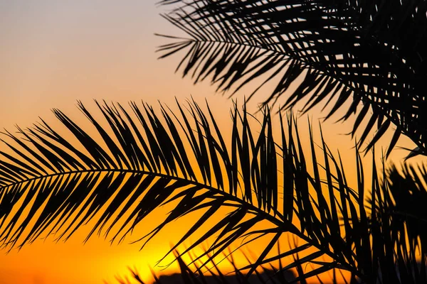 Rameaux de palmiers — Photo