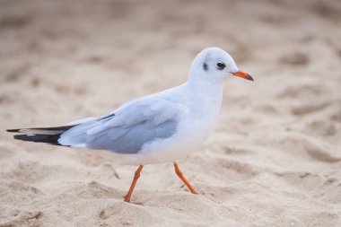 Küçük nehir martı