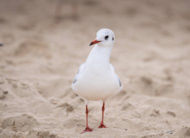 Küçük nehir martı