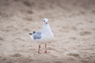 Küçük nehir martı