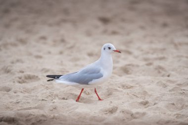 Küçük nehir martı