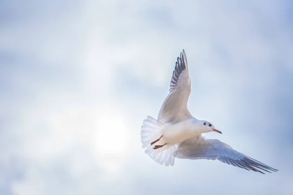 Gaviota en vuelo — Foto de Stock